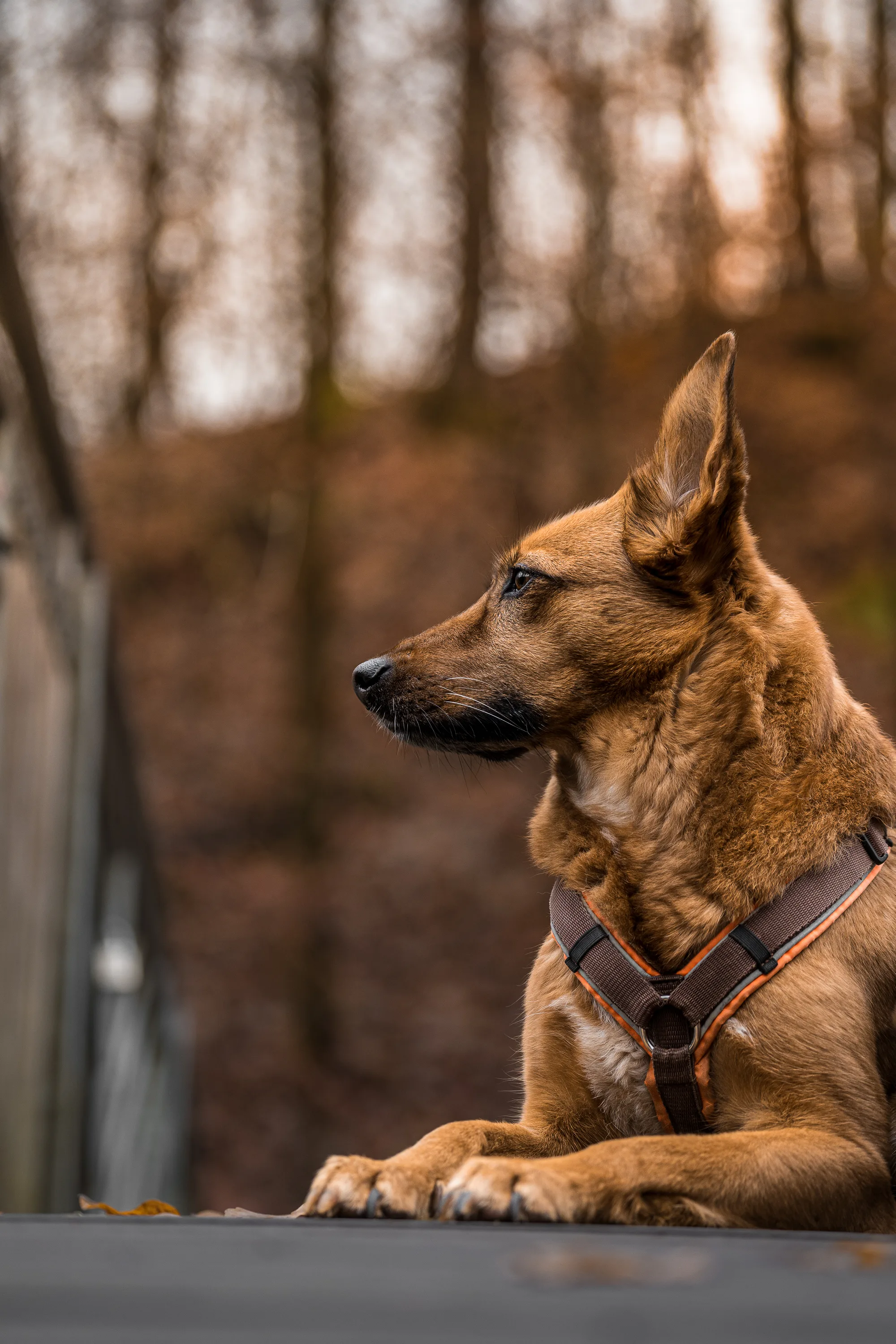 Hundefotografie – Foto 1