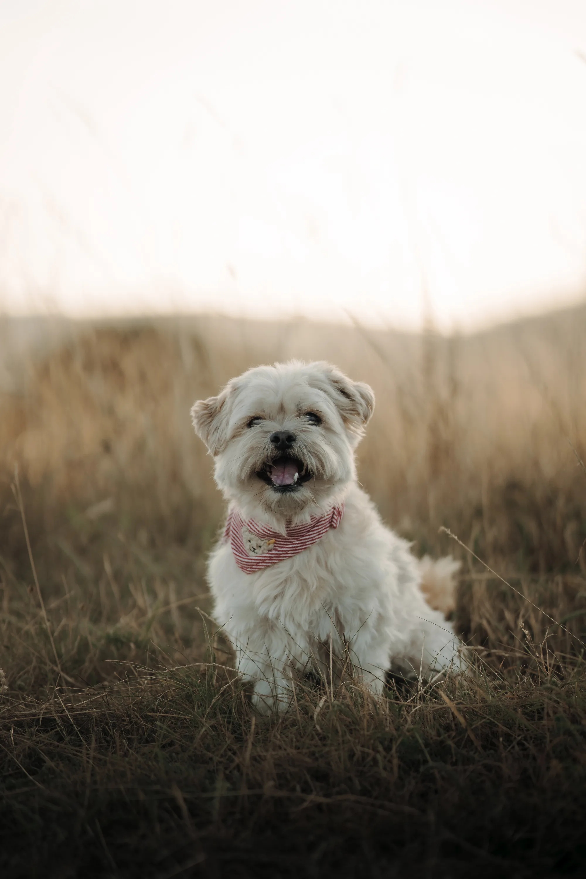 Hundefotografie – Foto 10