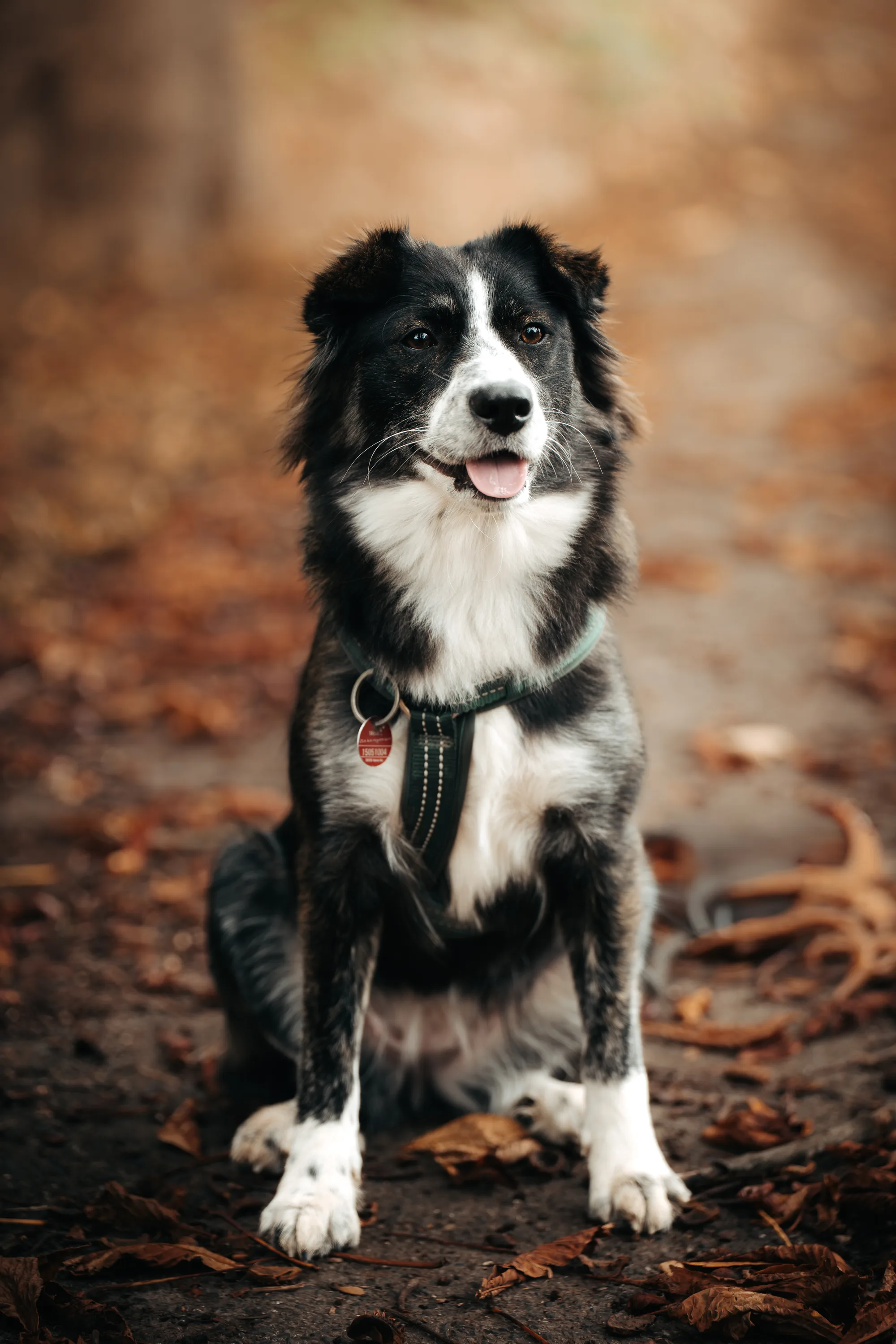 Hundefotografie – Foto 12