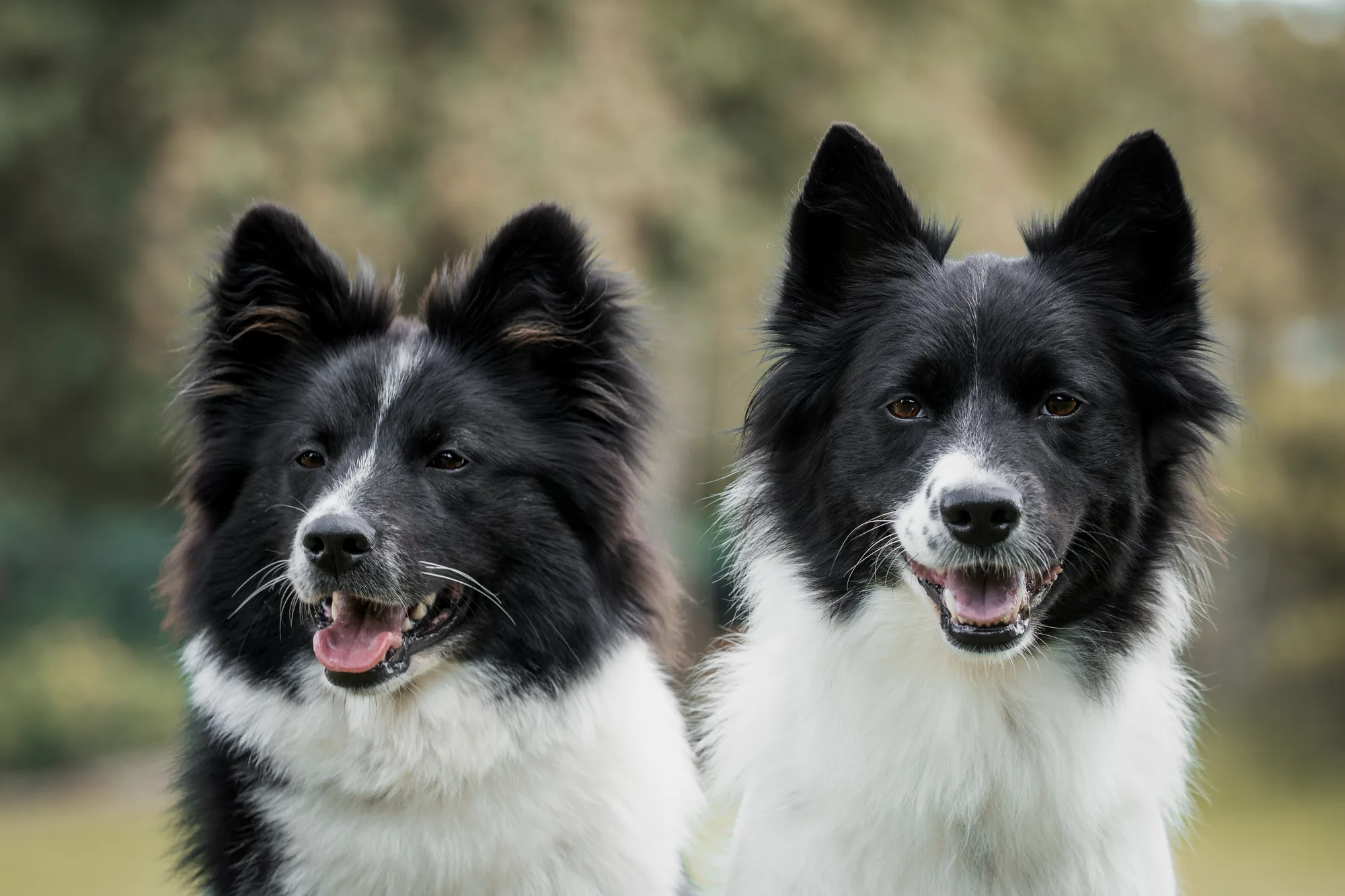 Hundefotografie – Foto 14