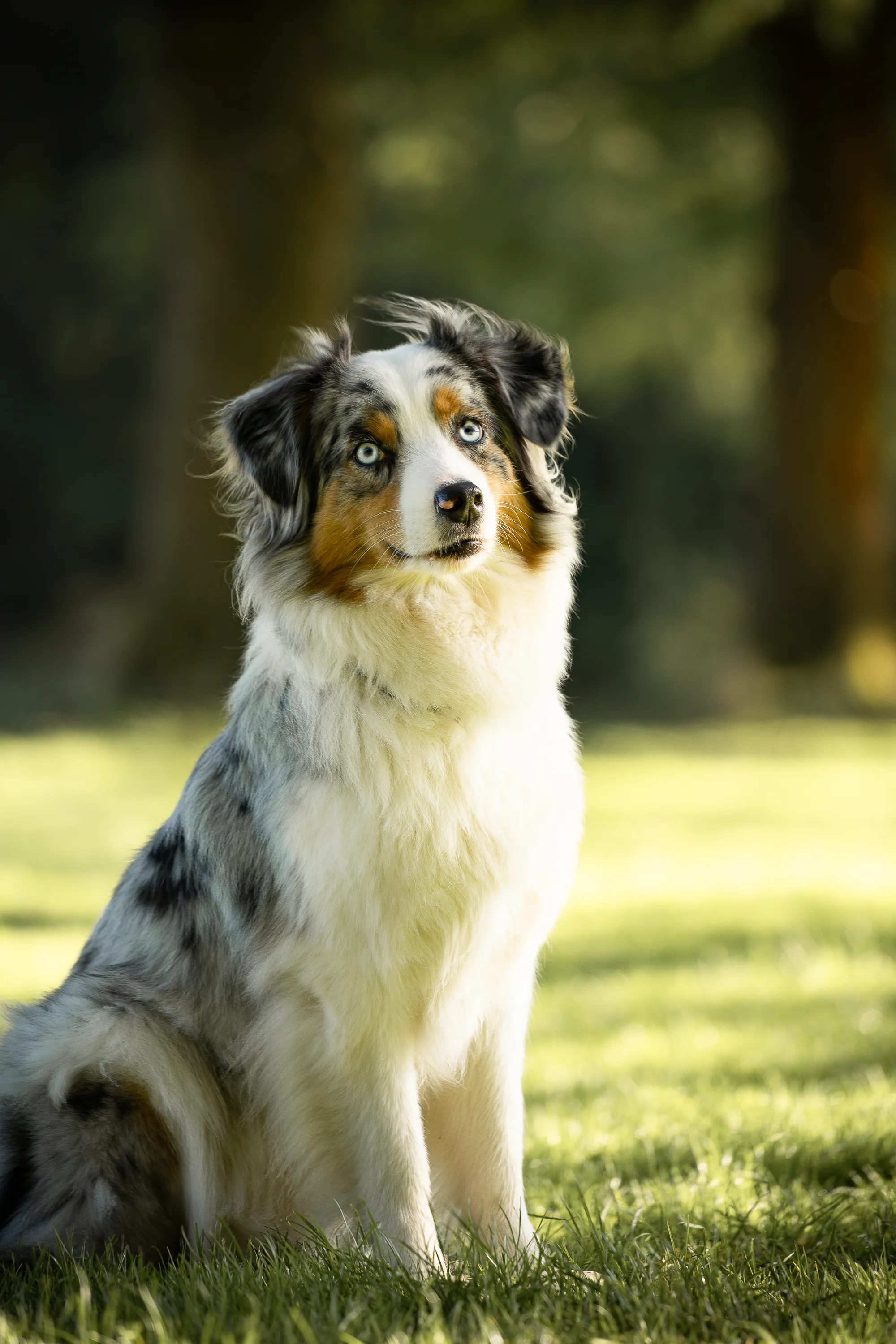 Hundefotografie – Foto 15