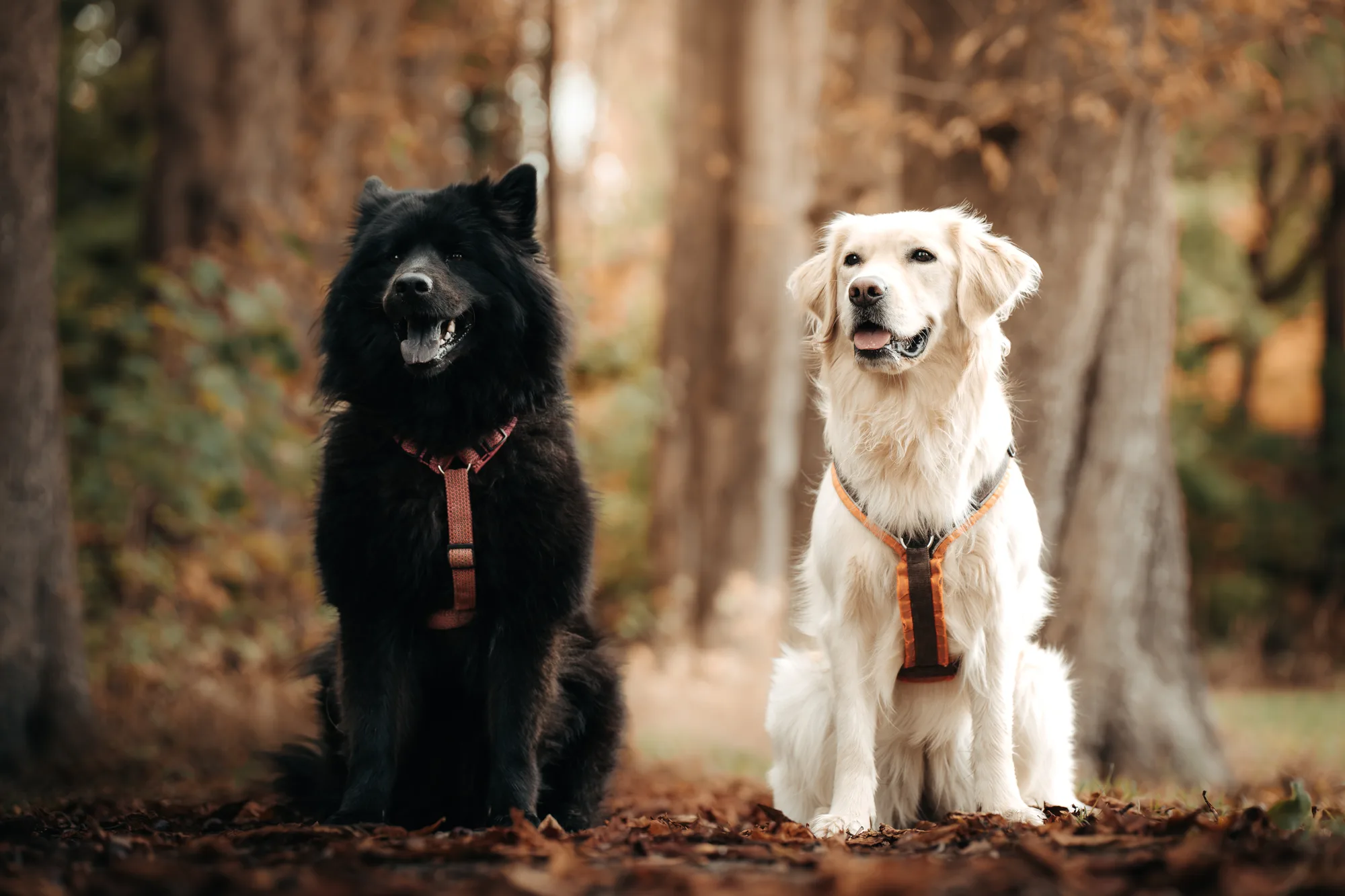 Hundefotografie – Foto 16
