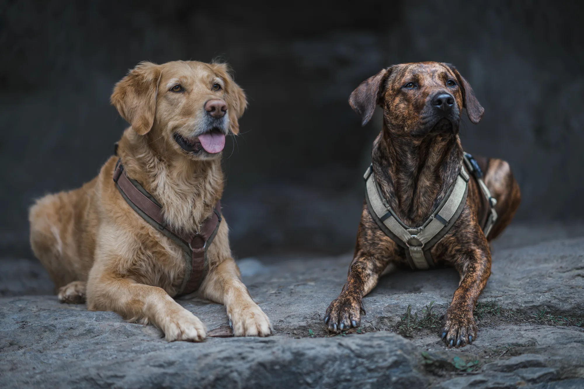 Hundefotografie – Foto 17