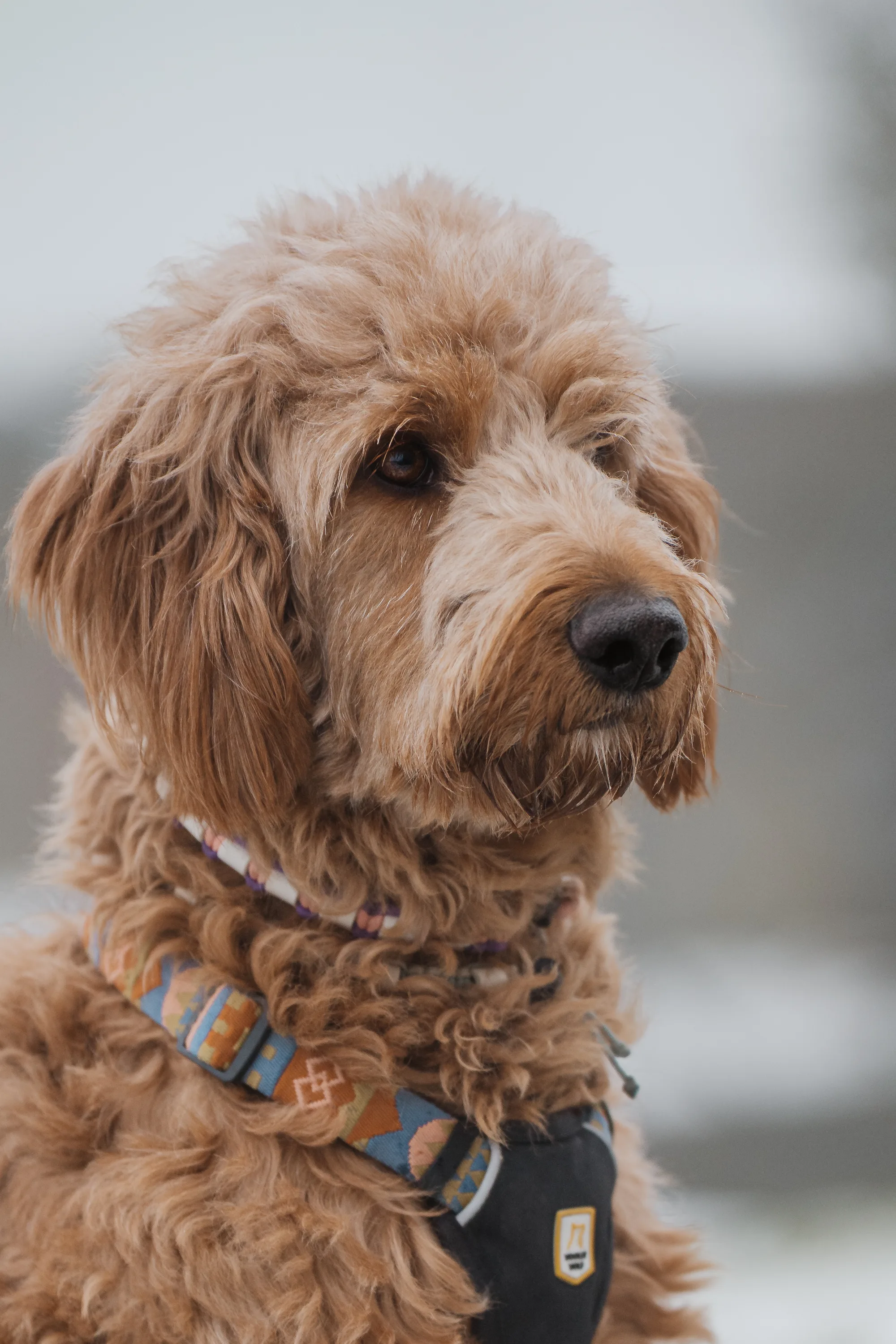 Hundefotografie – Foto 18
