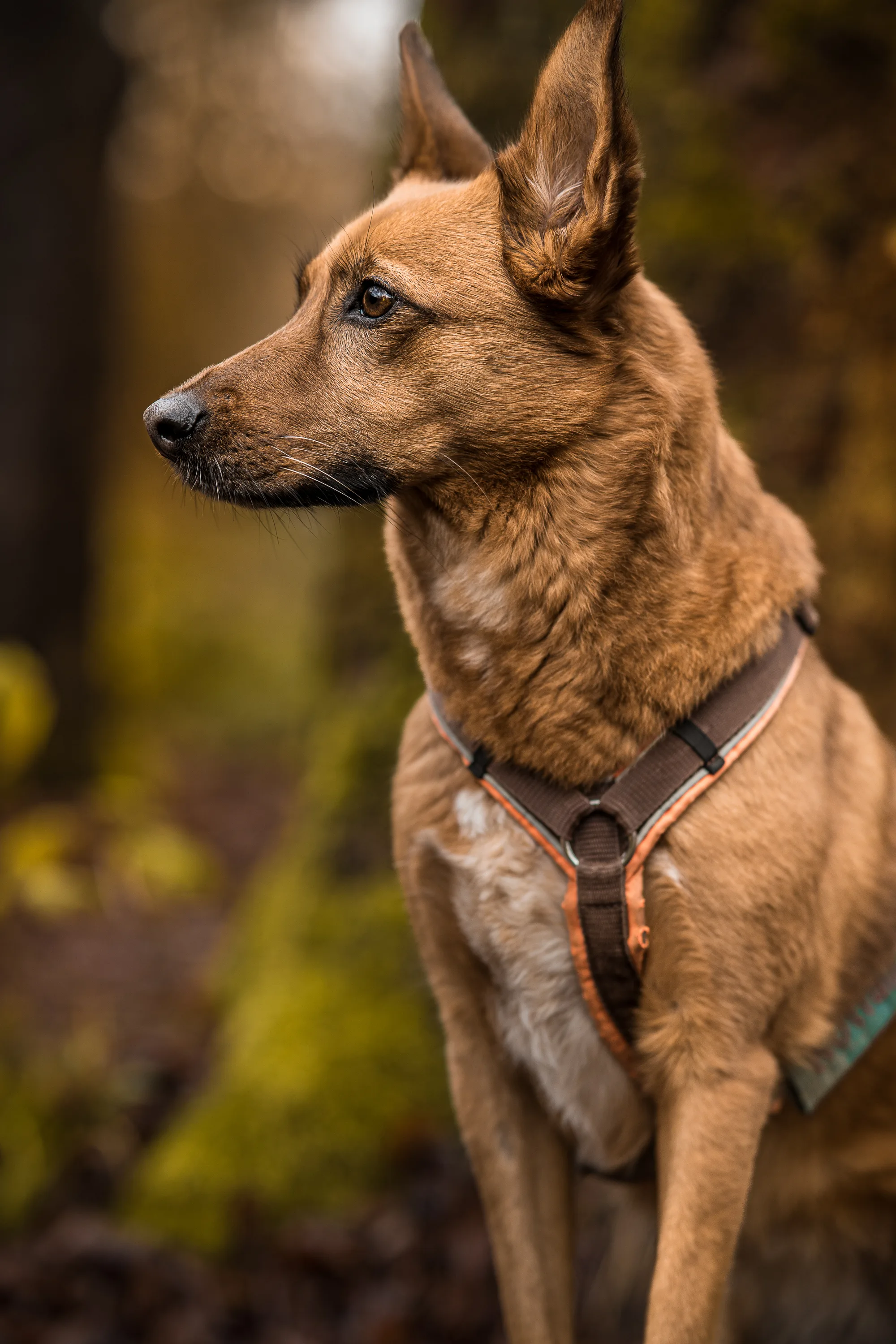 Hundefotografie – Foto 19