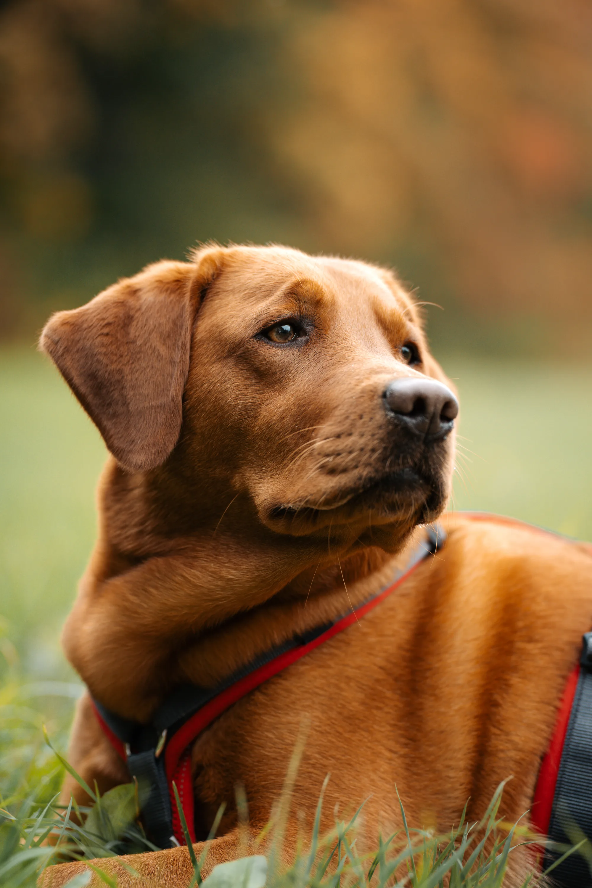 Hundefotografie – Foto 2