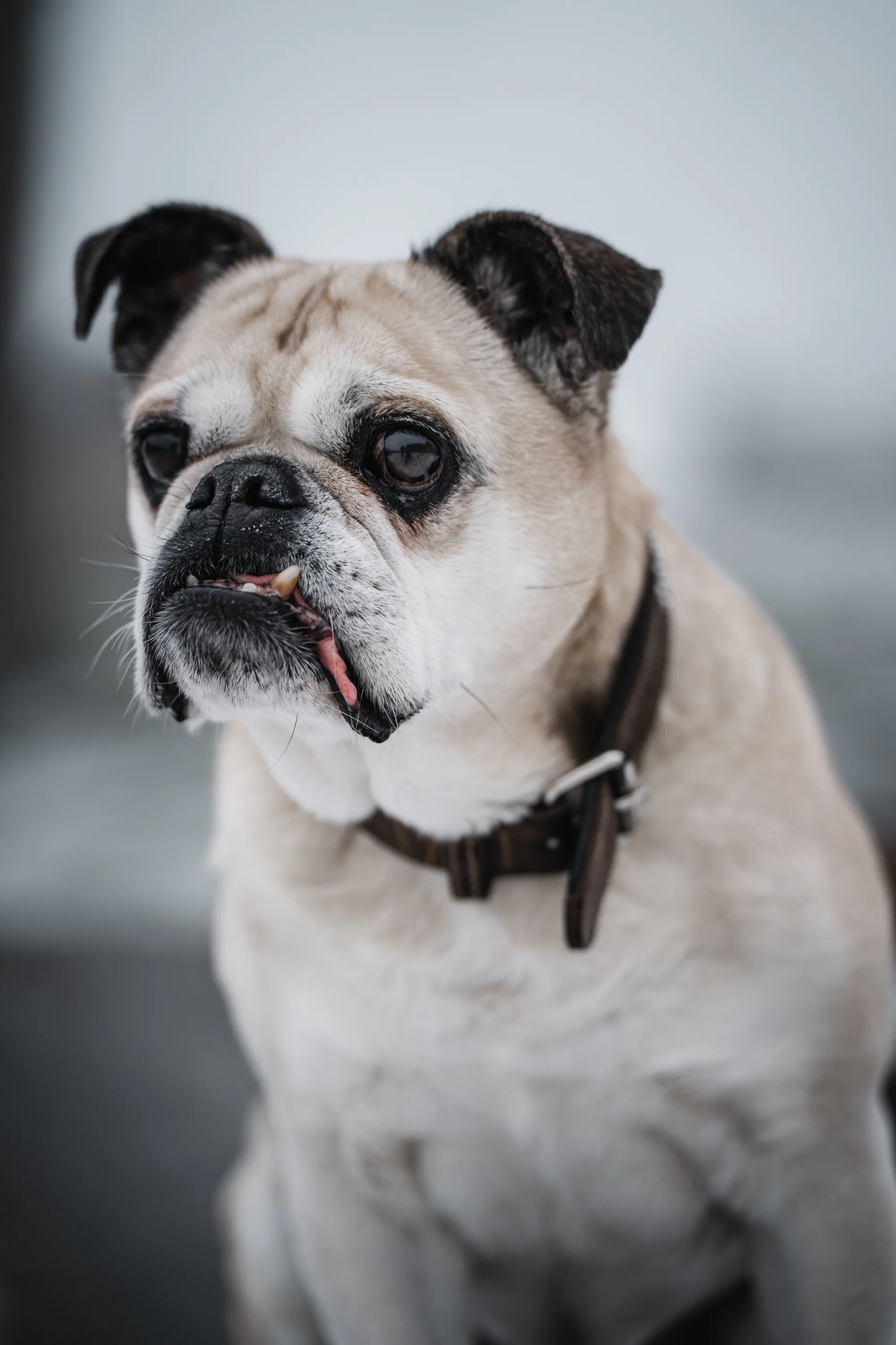 Hundefotografie – Foto 20