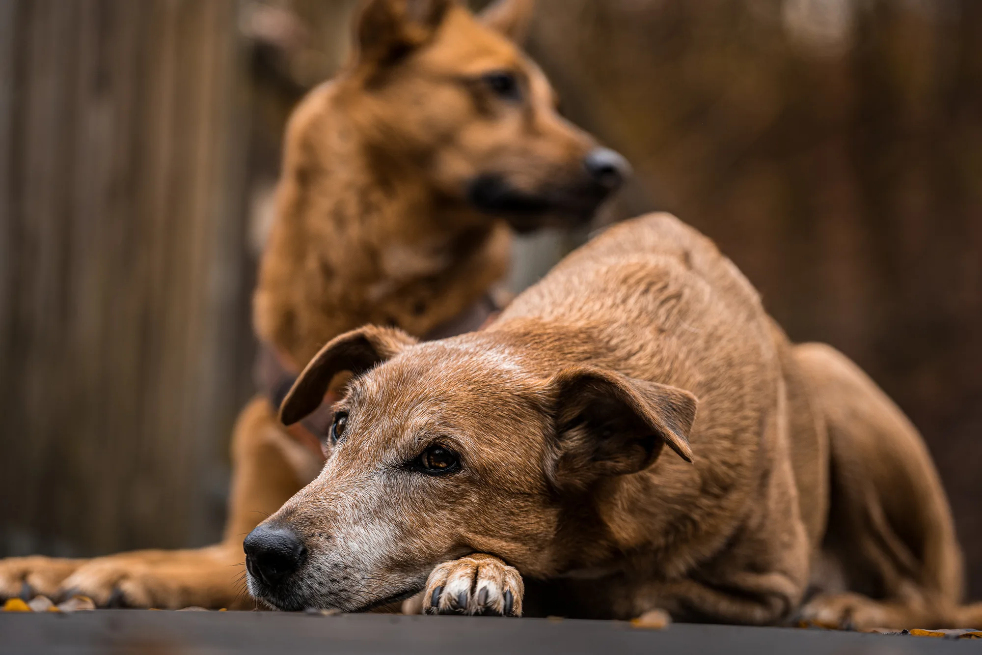 Hundefotografie – Foto 21