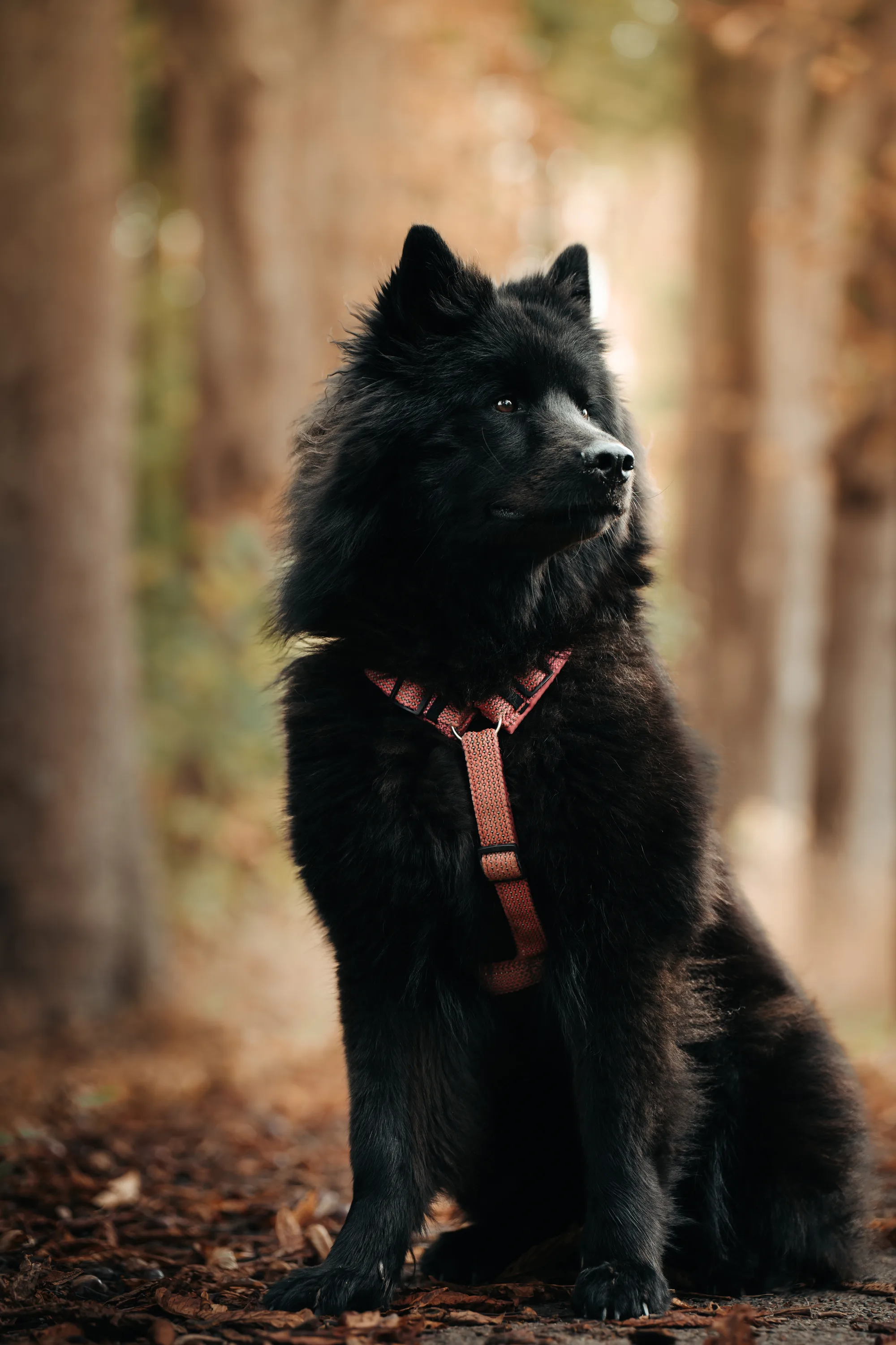 Hundefotografie – Foto 22