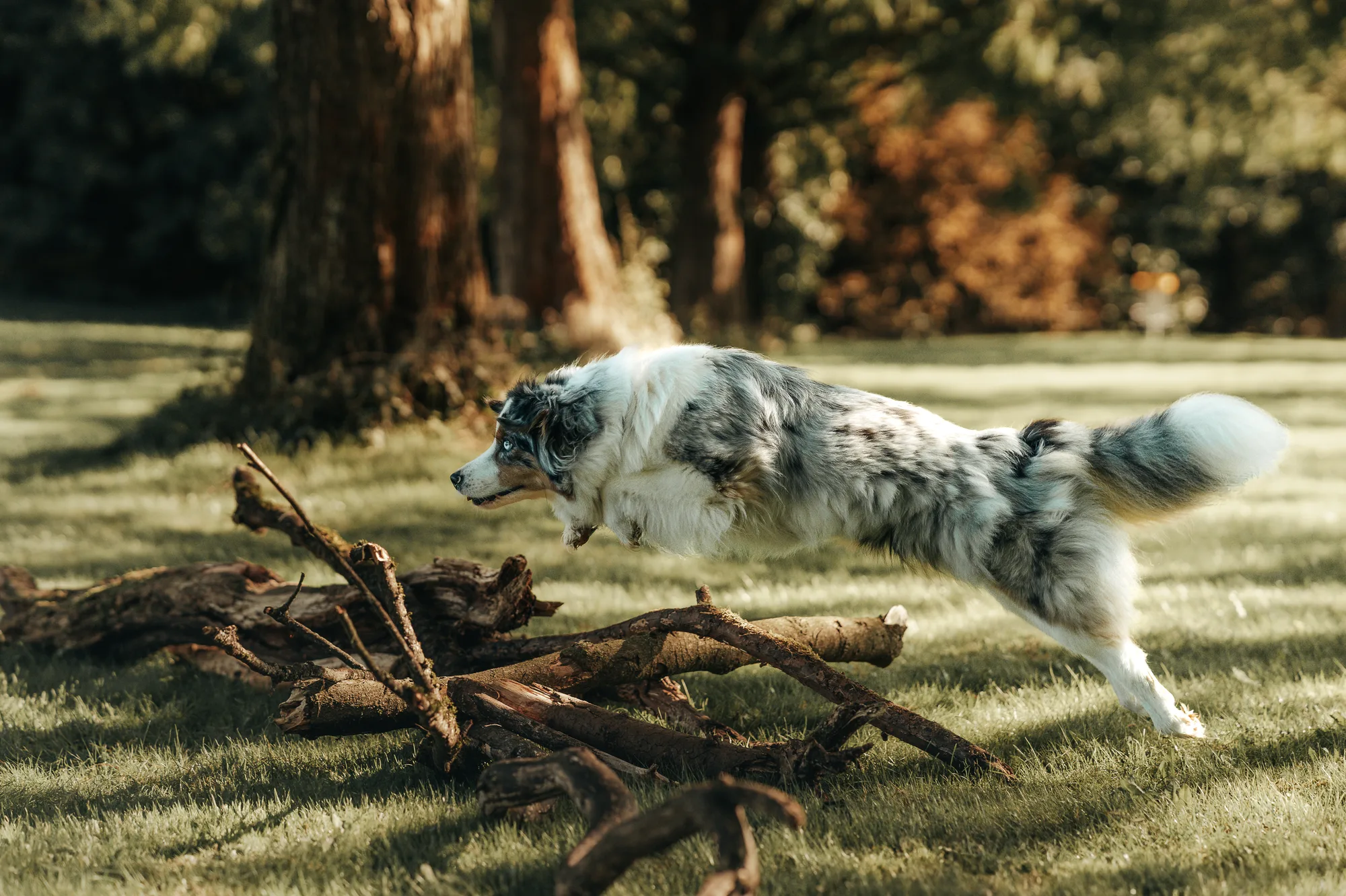 Hundefotografie – Foto 23
