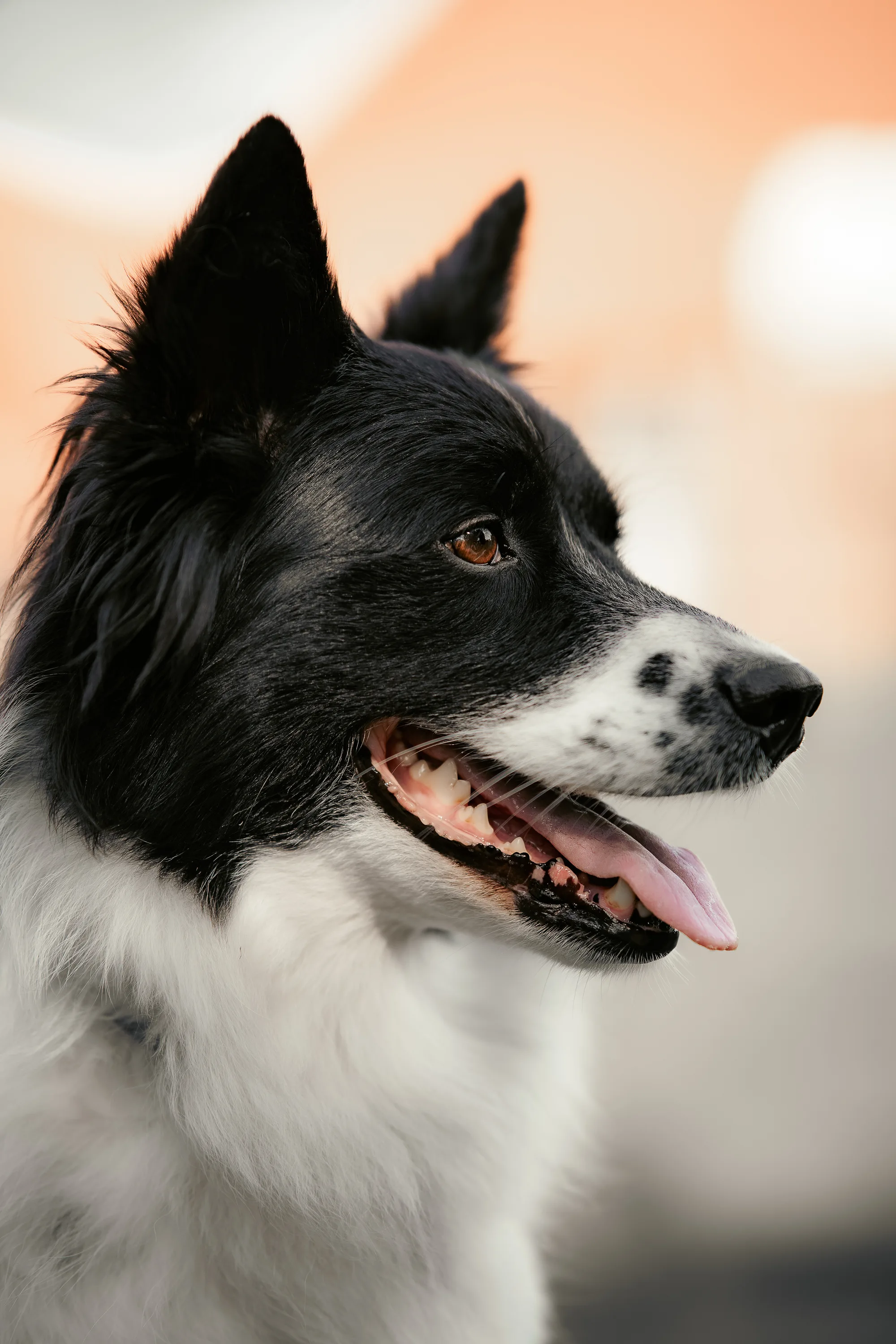 Hundefotografie – Foto 24