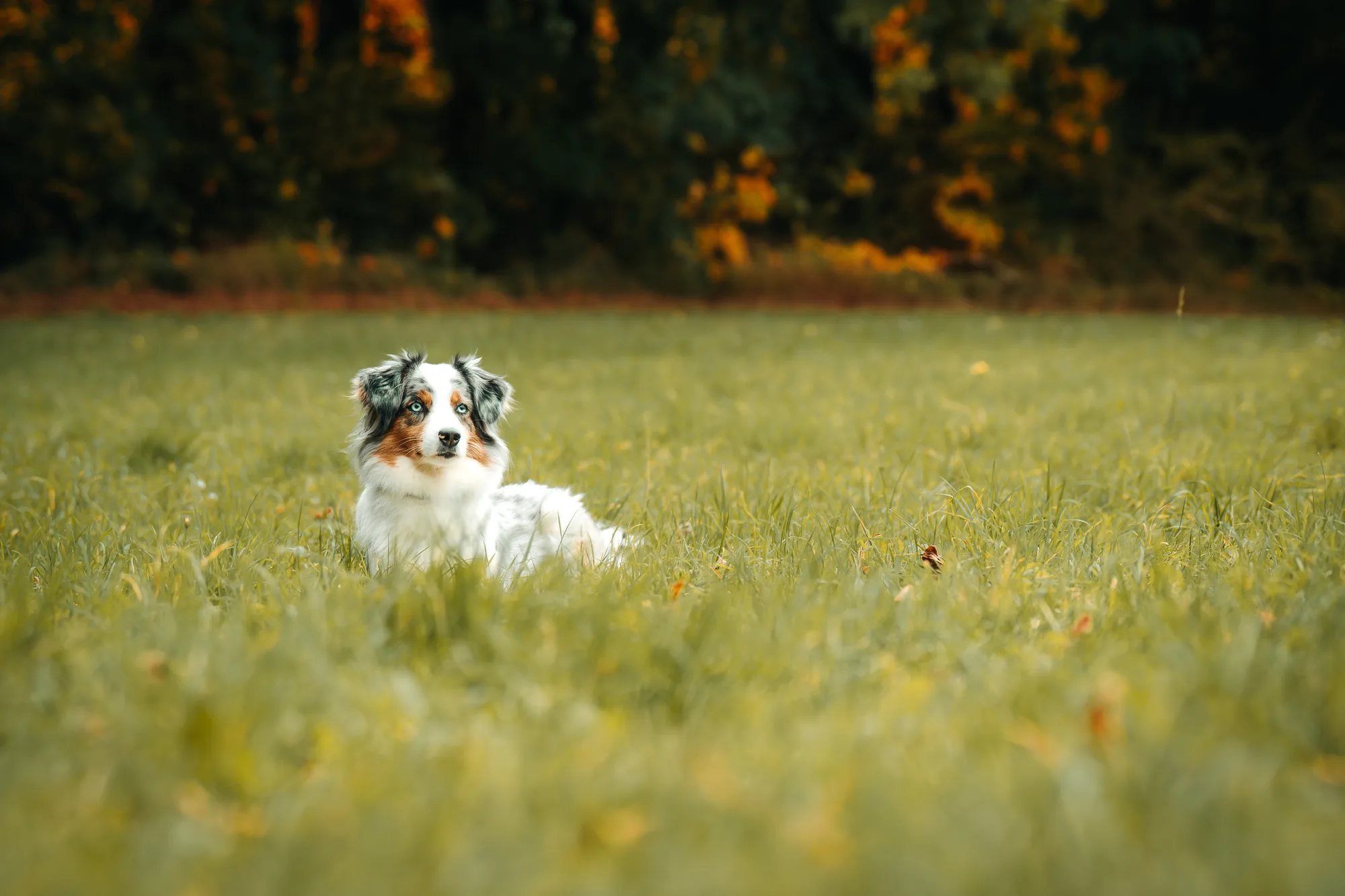 Hundefotografie – Foto 25