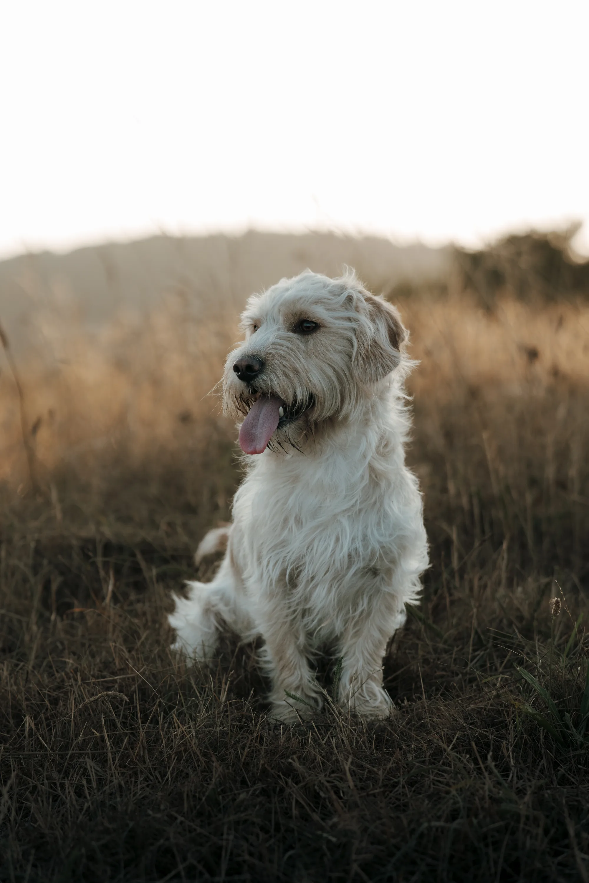 Hundefotografie – Foto 26