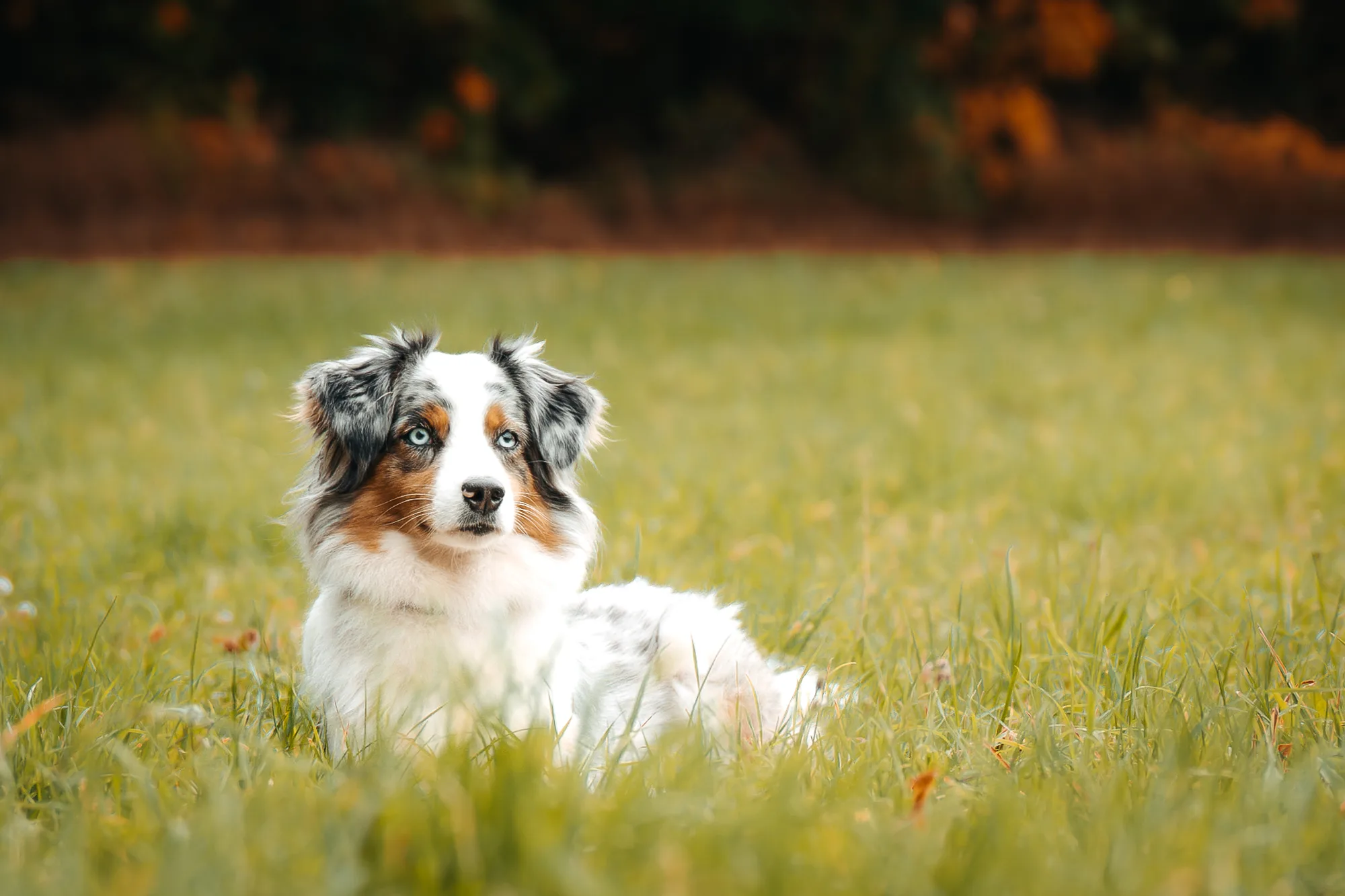 Hundefotografie – Foto 27
