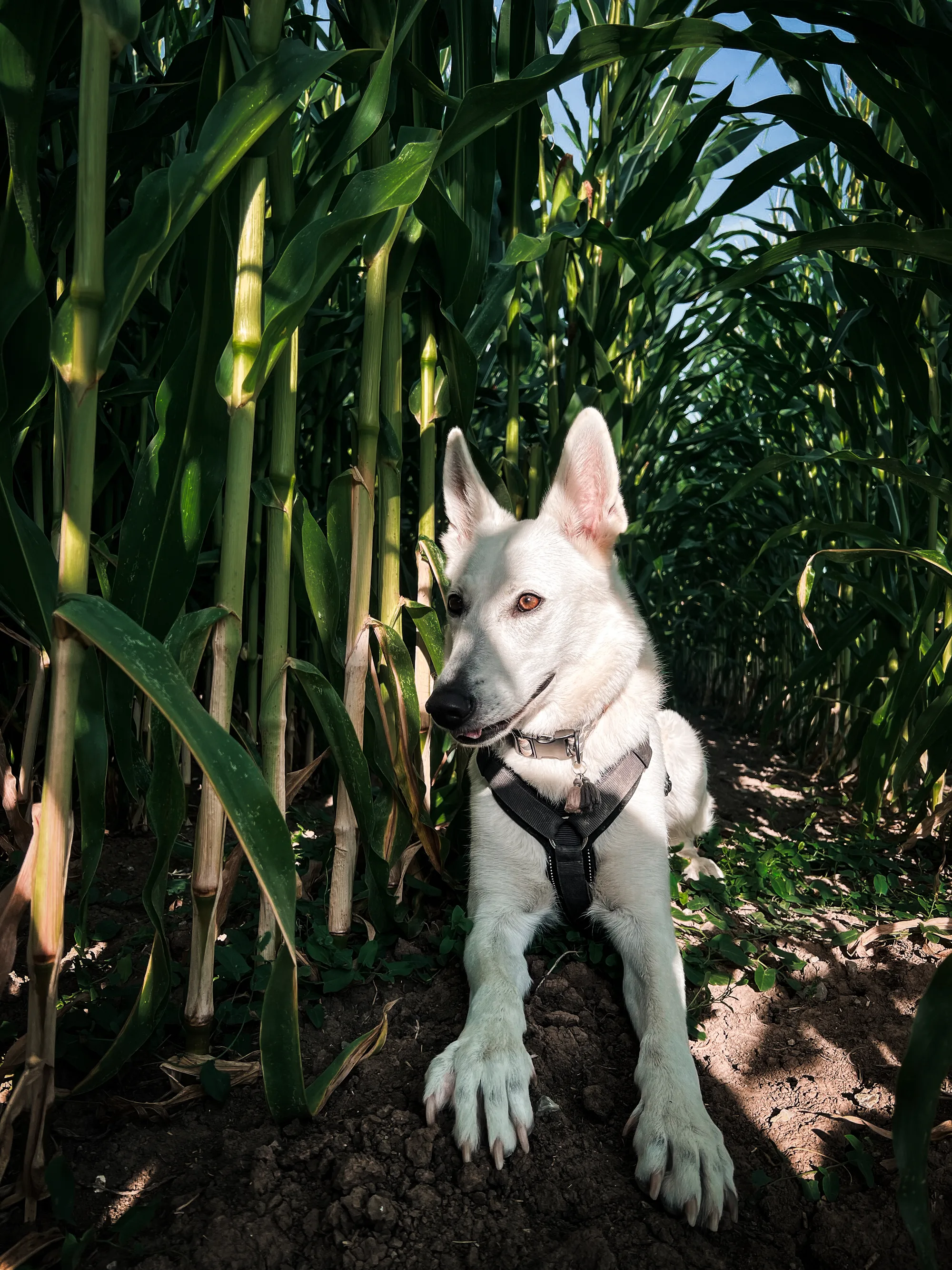 Hundefotografie – Foto 28