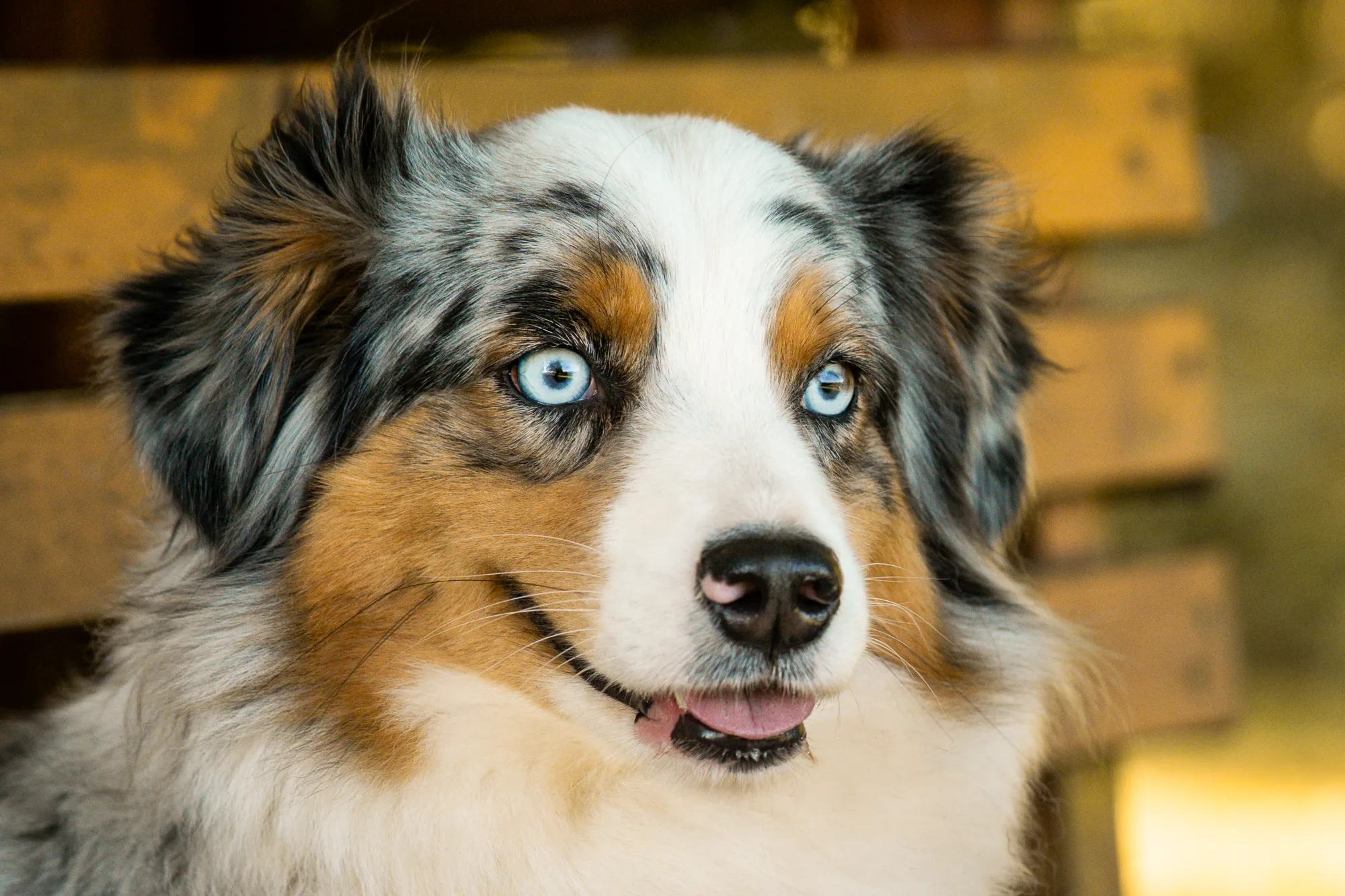 Hundefotografie – Foto 3