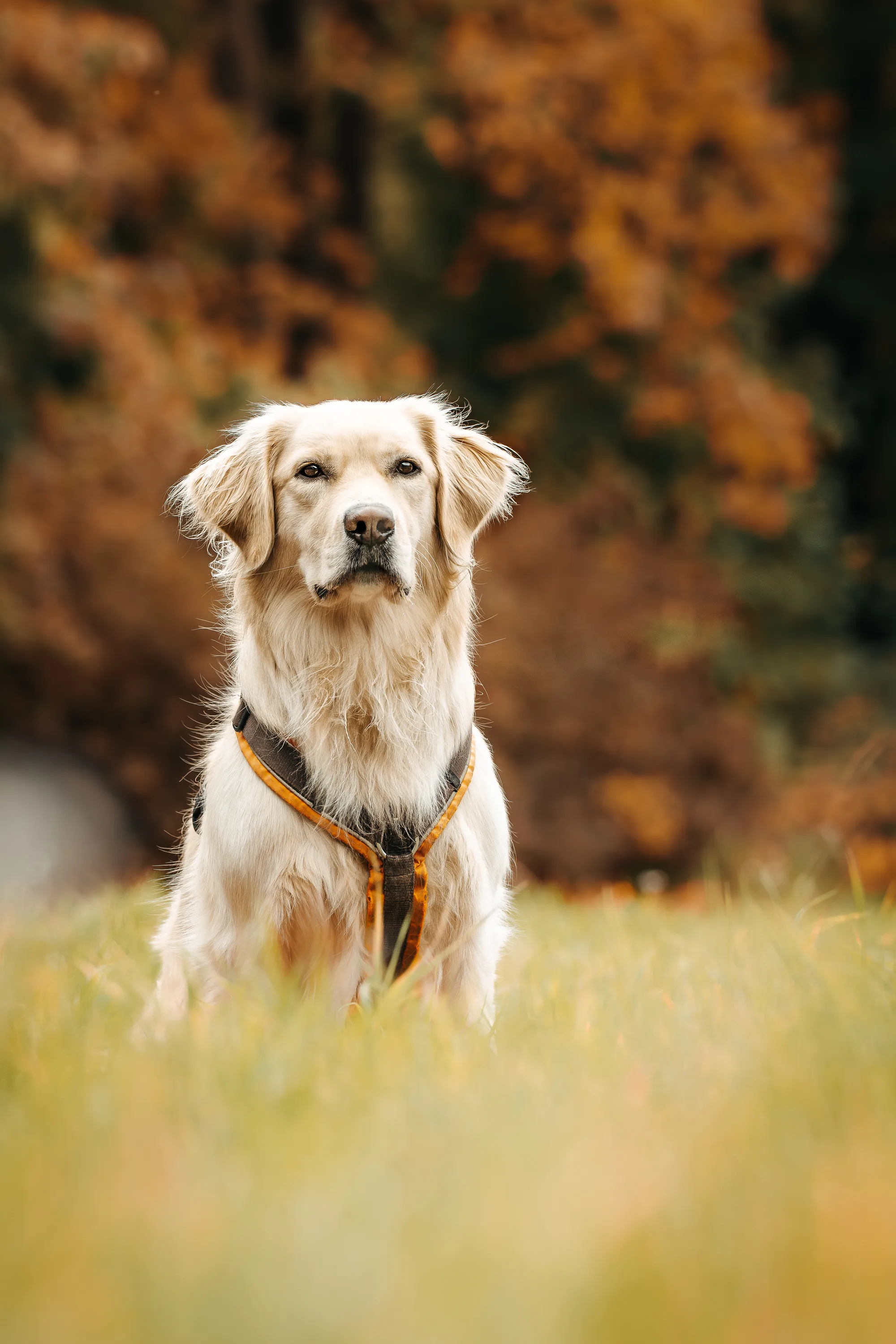 Hundefotografie – Foto 4