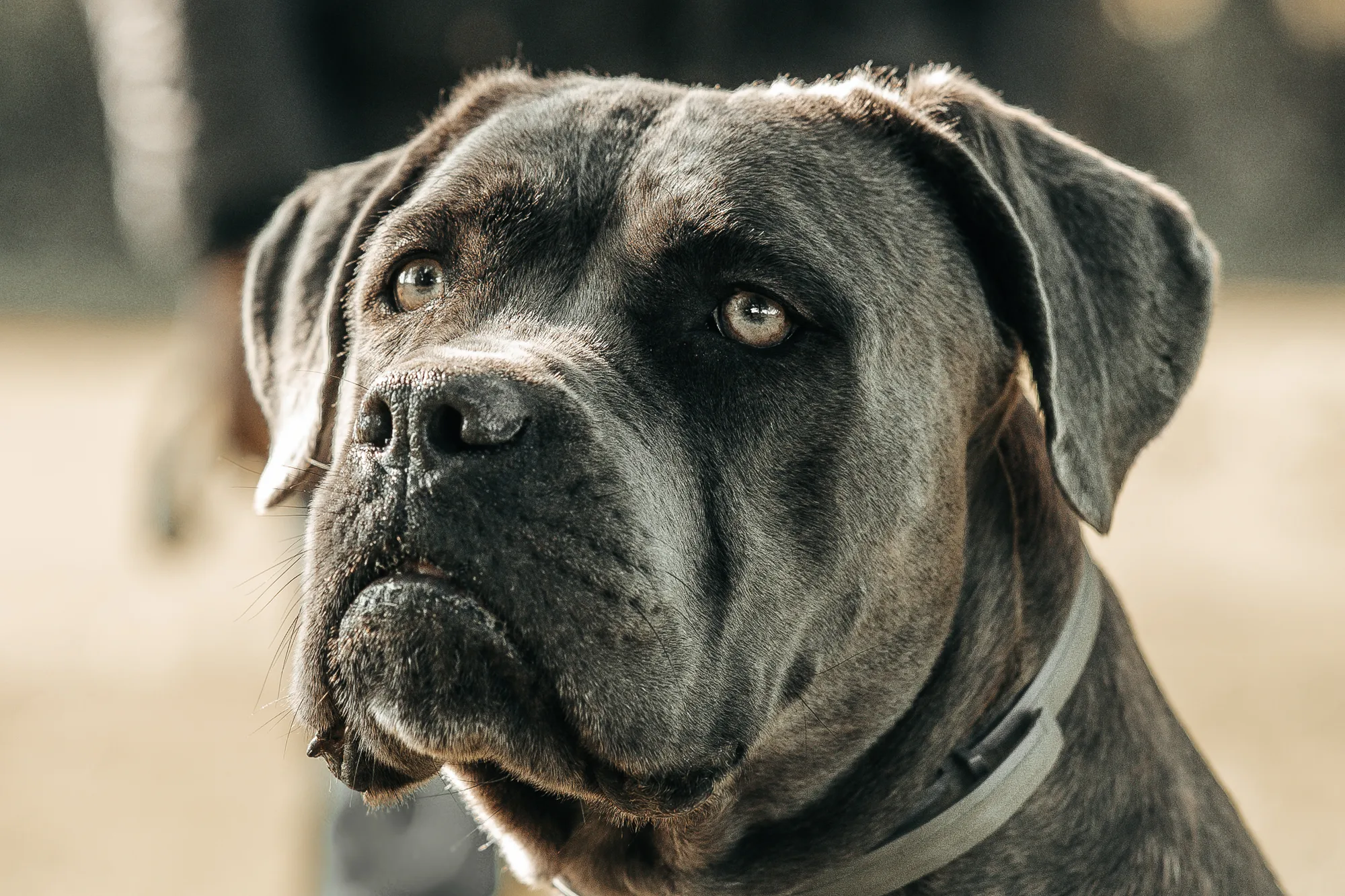 Hundefotografie – Foto 5