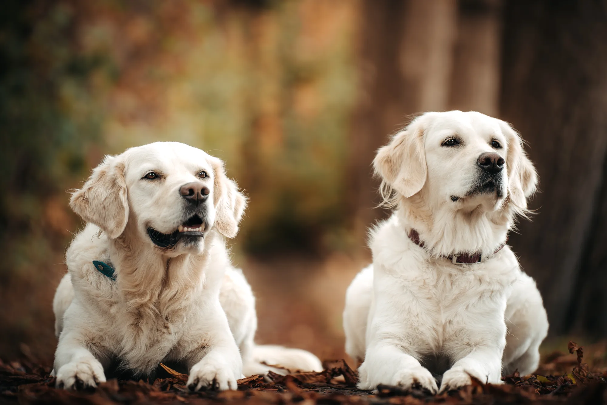Hundefotografie – Foto 6