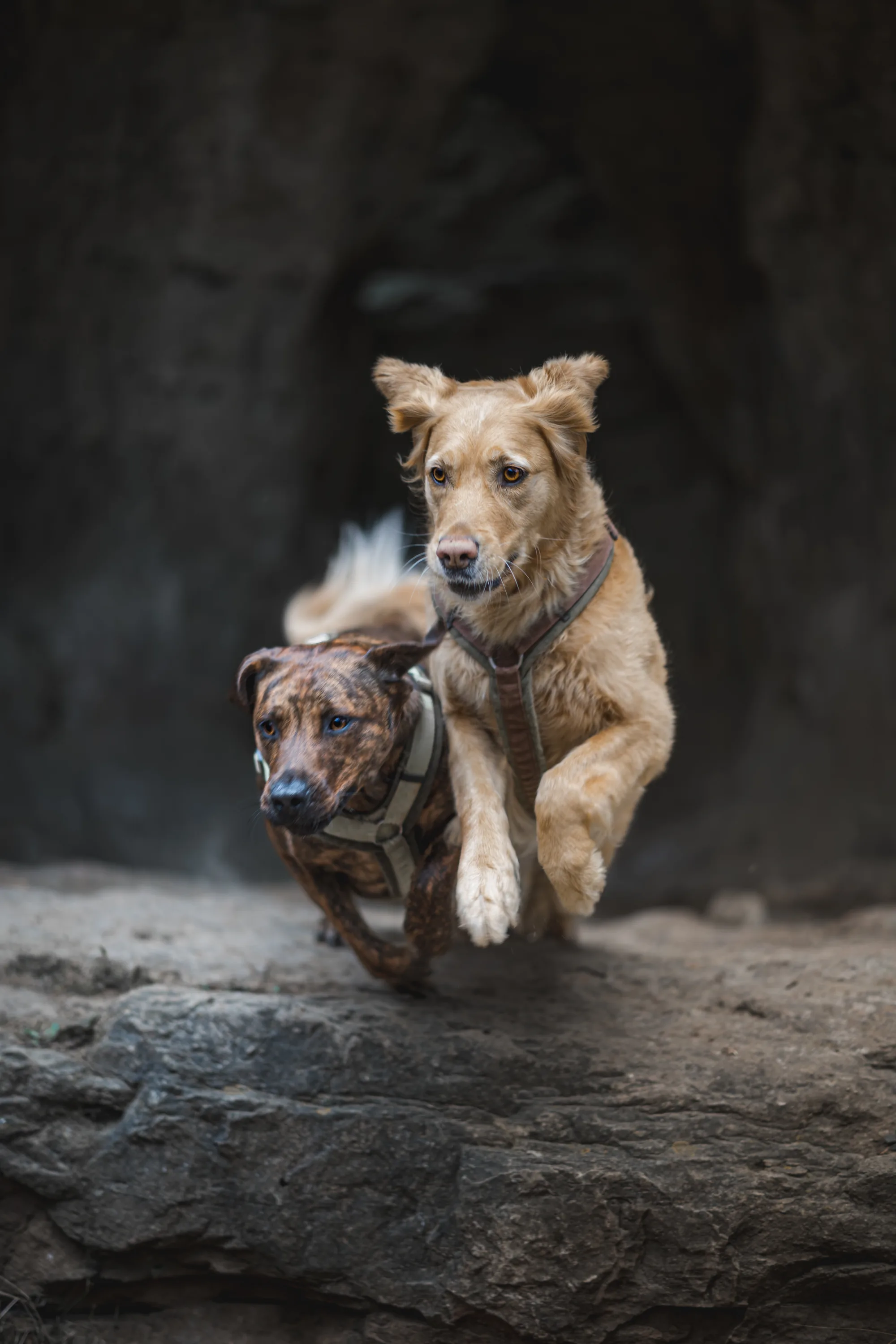 Hundefotografie – Foto 7