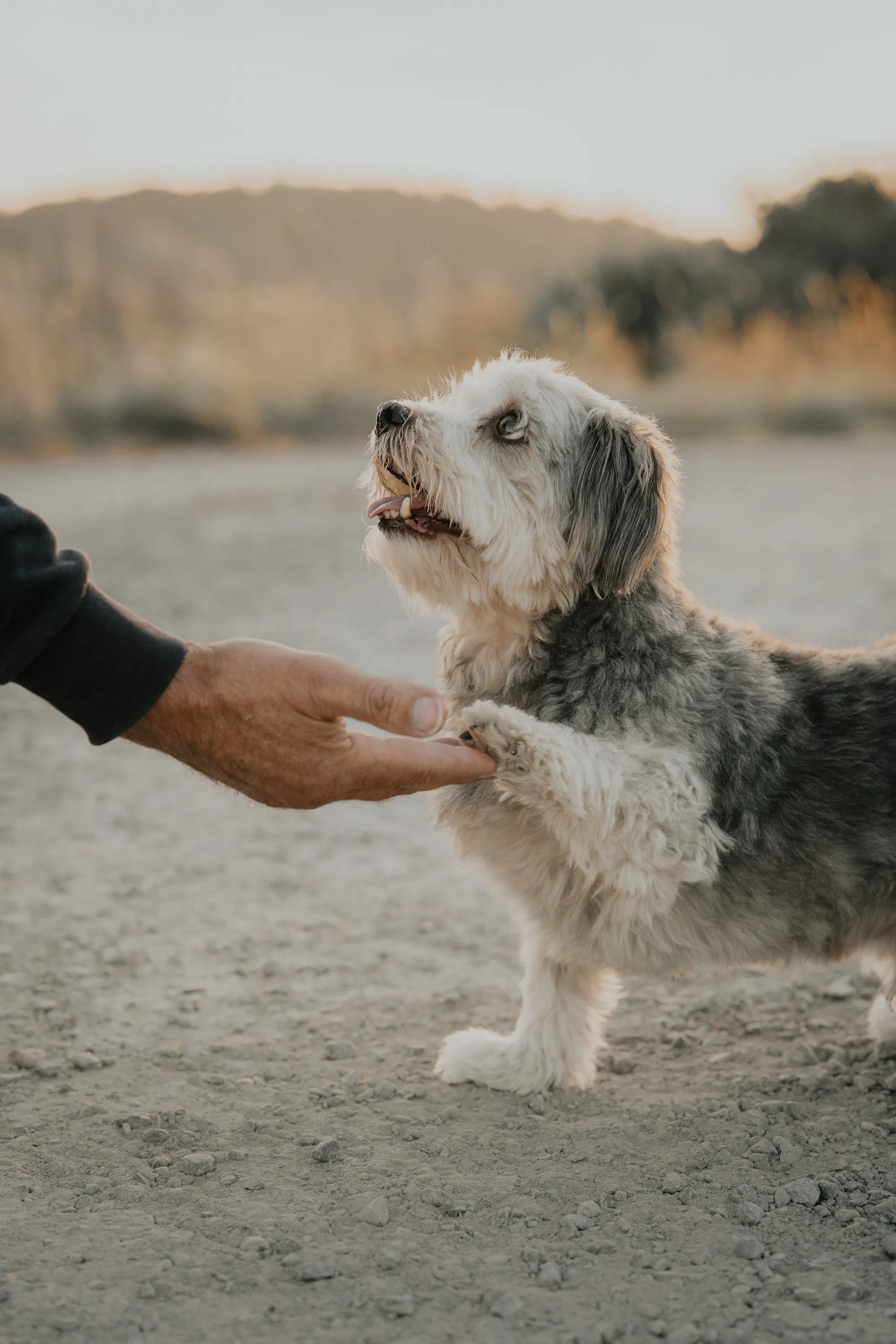 Hundefotografie – Foto 8